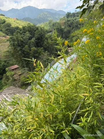 대나무 잎 사이로 내려다본 계곡, 비탈 아래로 미끄럼틀 레인이 보이고 멀리 산이 겹쳐 있다